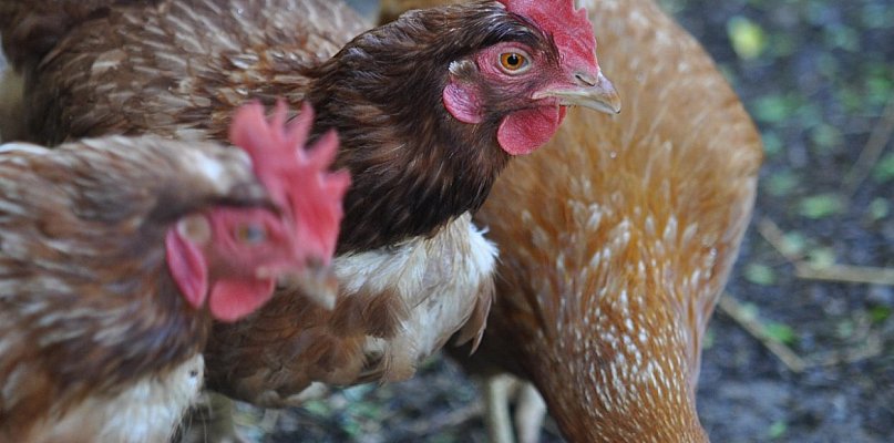 Do powiatu wraca zakaz handlu drobiem, jest rozporządzenie wojewody - 89057