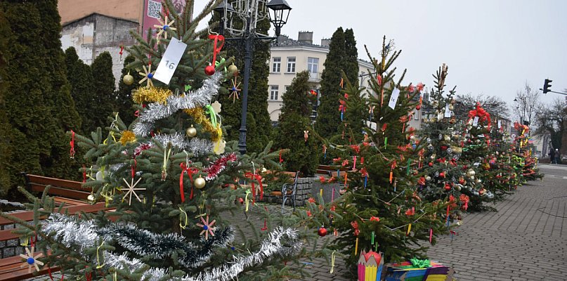 Choinki pod choinkę w Sochaczewie: drzewka ubrane, rusza głosowanie - 90106