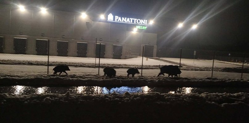 Dziki patrol w Bielicach - 90739