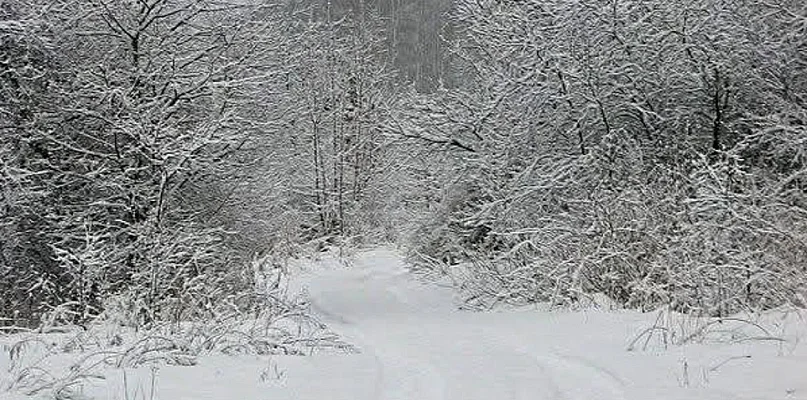 KPN zaprasza na zimowe warsztaty tropienia zwierząt - 90820