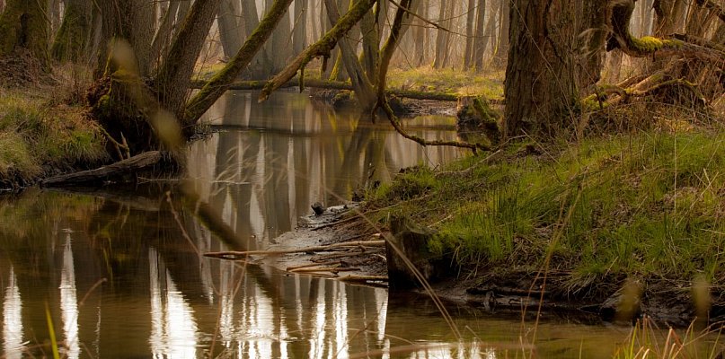 Licytacje WOŚP: spacer z leśnikiem po lasach Nadleśnictwa Radziwiłłów