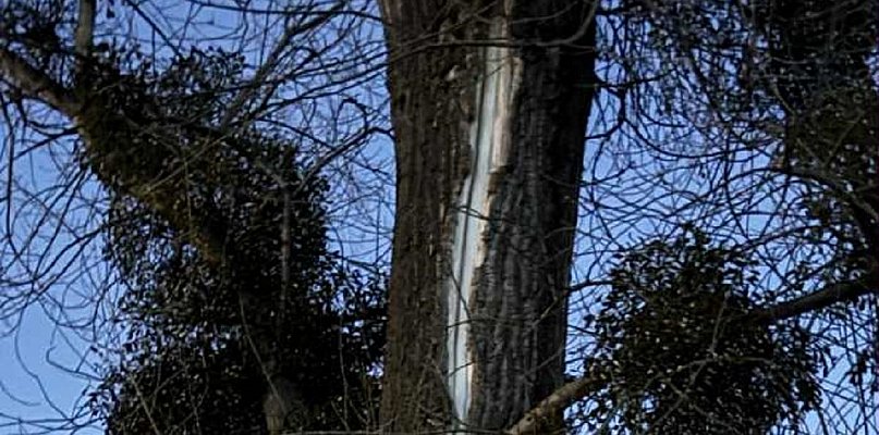 Otwarte rany na pniach w naszym parku, drzewa nie wytrzymują
