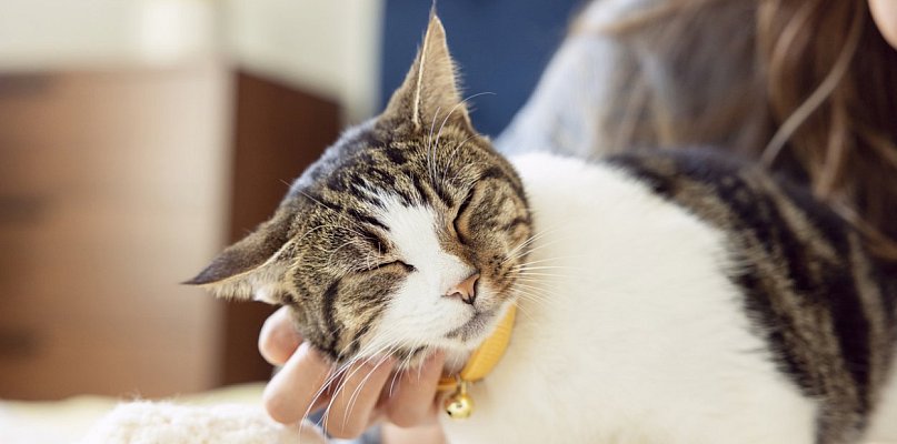 Dzień Kota: 5 faktów o kotach, które mogą cię zaskoczyć