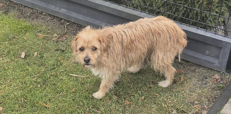 Zimowa zbiórka dla schroniska Psiakowo w Młodzieszynie trwa