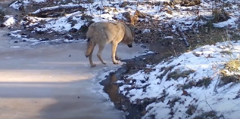 Fotopułapka KPN: wilki w przygotowaniach na przyjście młodych [VIDEO]