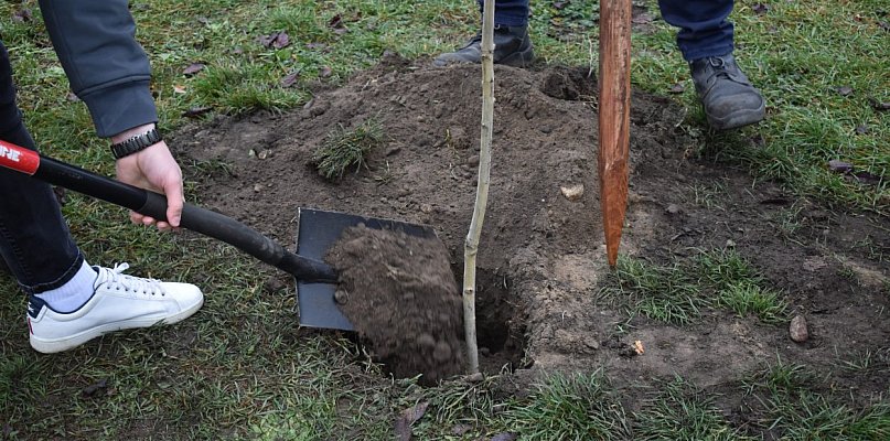 Będą sadzić las w Teresinie, gmina zaprasza mieszkańców