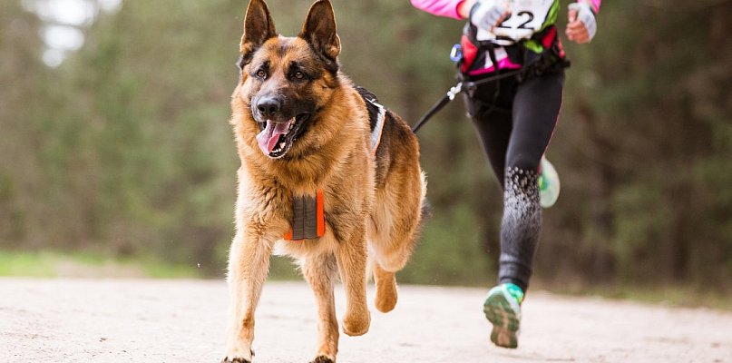 MOSiR otwiera zapisy na Bieg z Psem