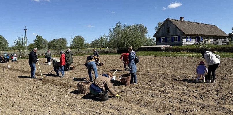 Będą sadzić ziemniaki w skansenie, można dołączyć