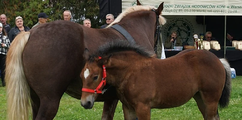 Nadchodzące wydarzenia w Sochaczewie i okolicy [24 kwietnia - 3 maja]