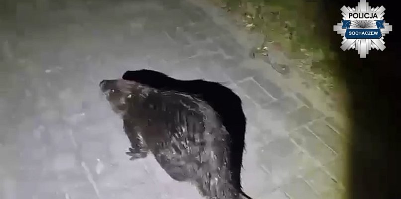 Specjalna eskorta policji w Brochowie, jest nagranie z akcji [WIDEO]