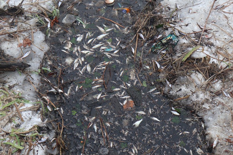 Śnięte ryby w Sochaczewie