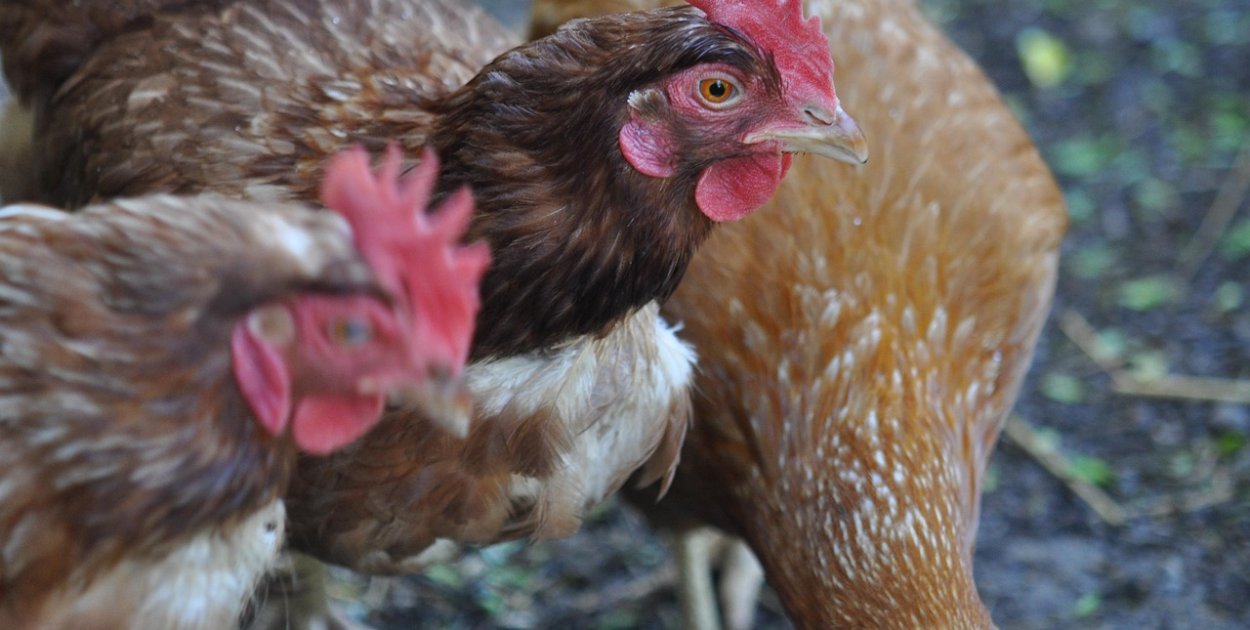 foto poglądowe: Pixabay