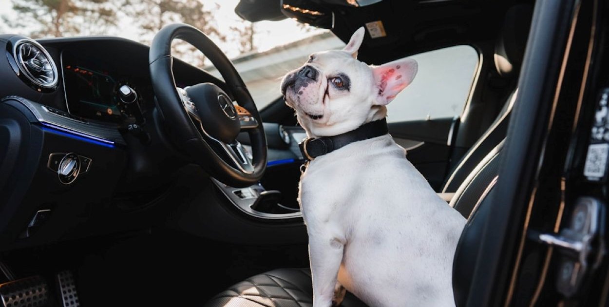 unsplash.com Licencja: https://unsplash.com/license