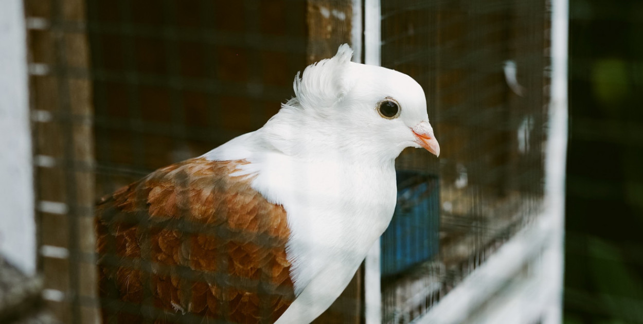 foto poglądowe: Pixabay