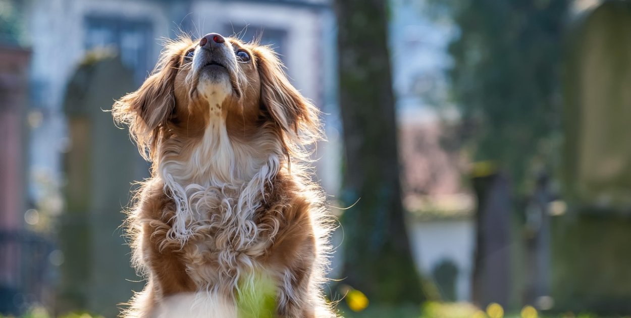 Problemy z układem ruchu u psa: przyczyny, objawy i koszty leczenia