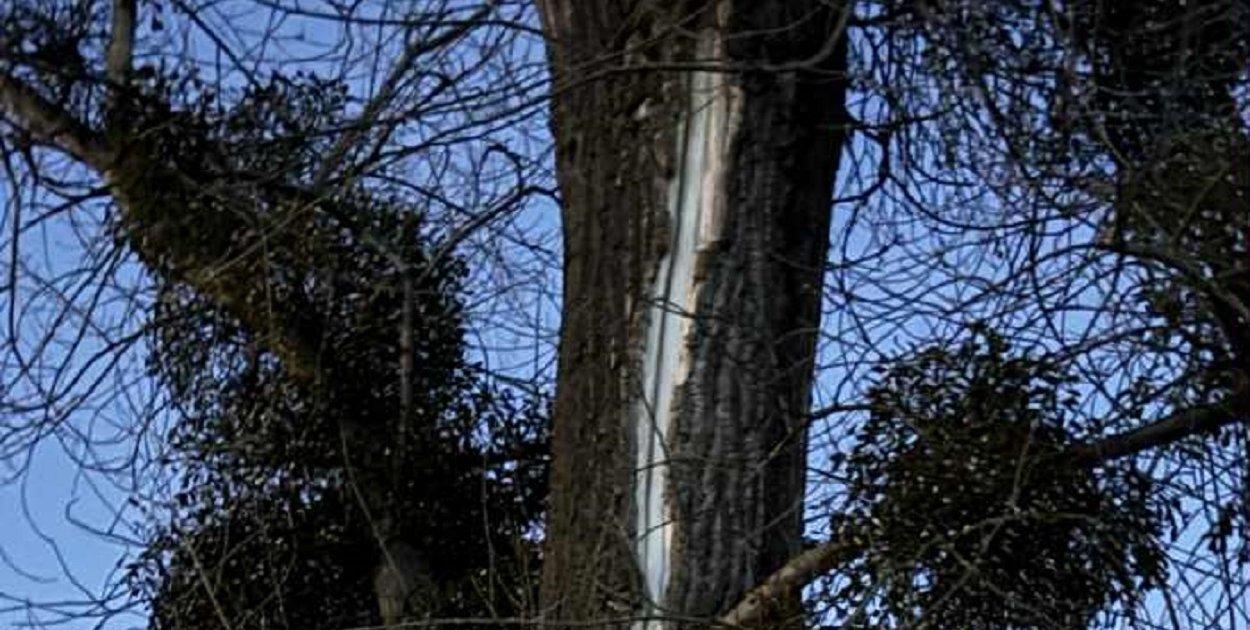 Otwarte rany na pniach w naszym parku, drzewa nie wytrzymują