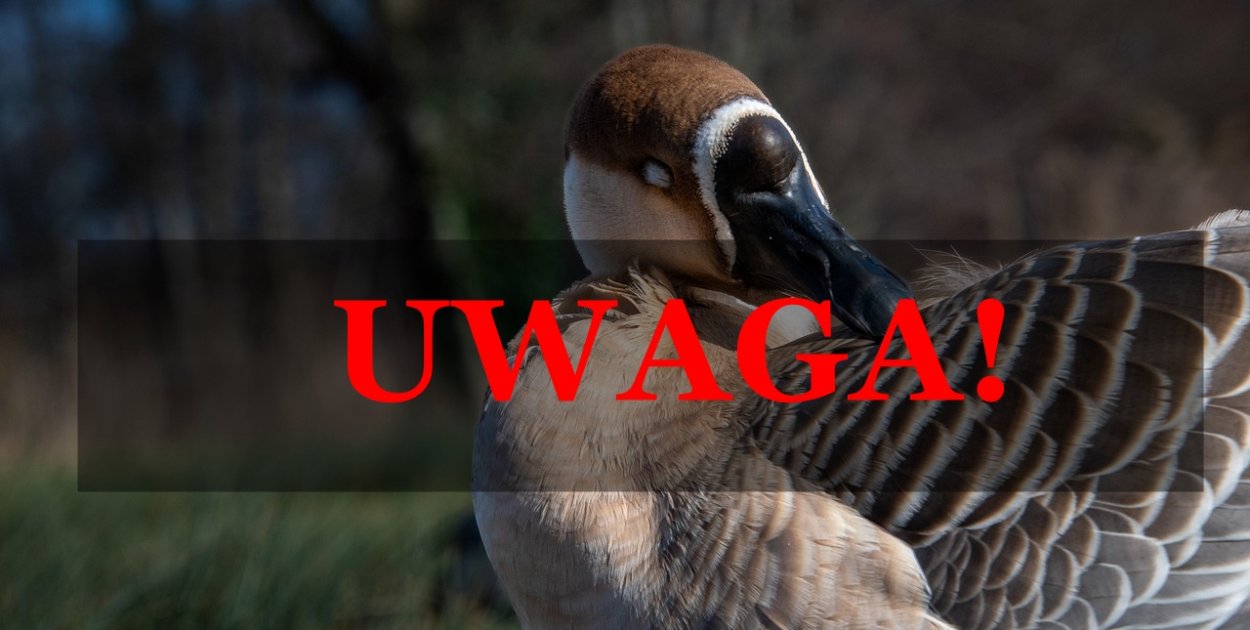 Pilny komunikat weterynaryjny dla dwóch gmin