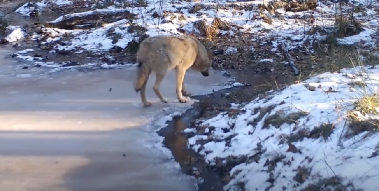 Fotopułapka KPN: wilki w przygotowaniach na przyjście młodych [VIDEO]