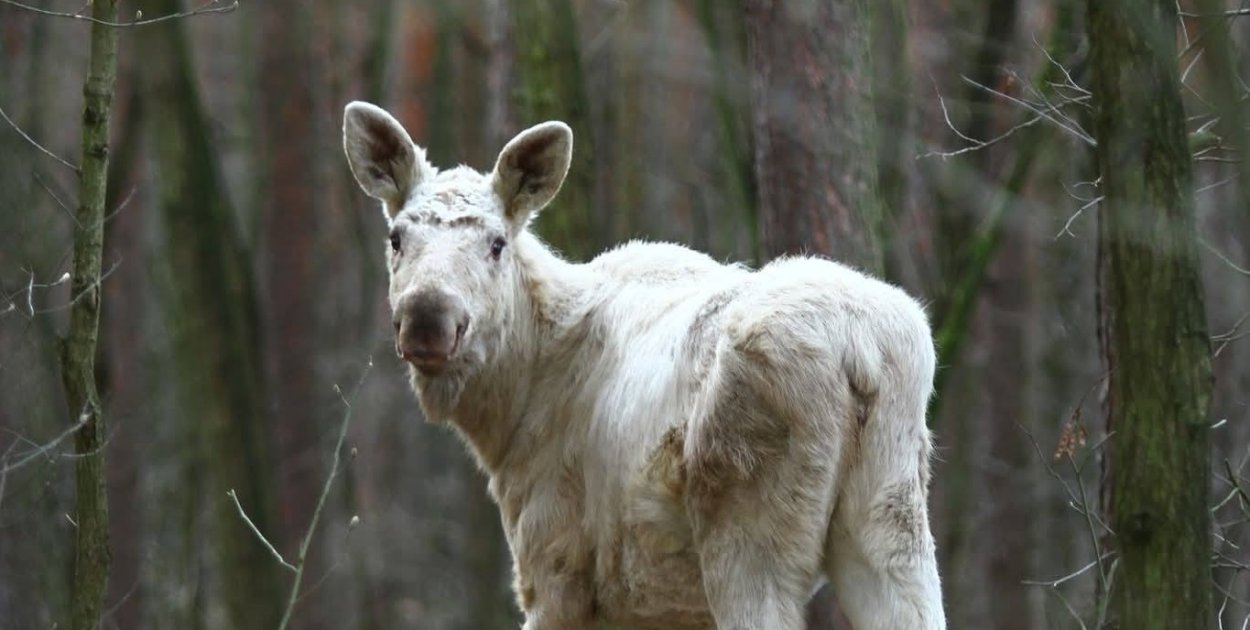 Takie cudo w KPN, co ciekawe, to nie albinos