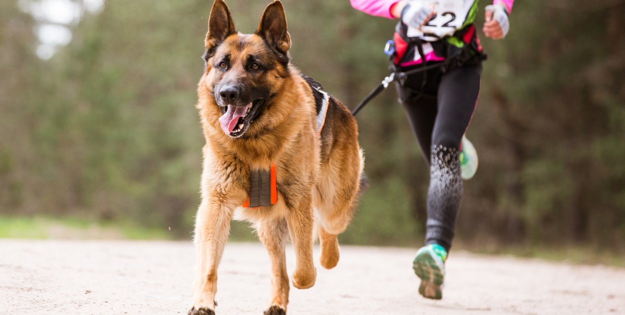 MOSiR otwiera zapisy na Bieg z Psem