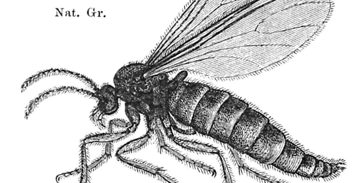 Ziemiórki w doniczce – jak rozpoznać problem i skutecznie go zwalczać
