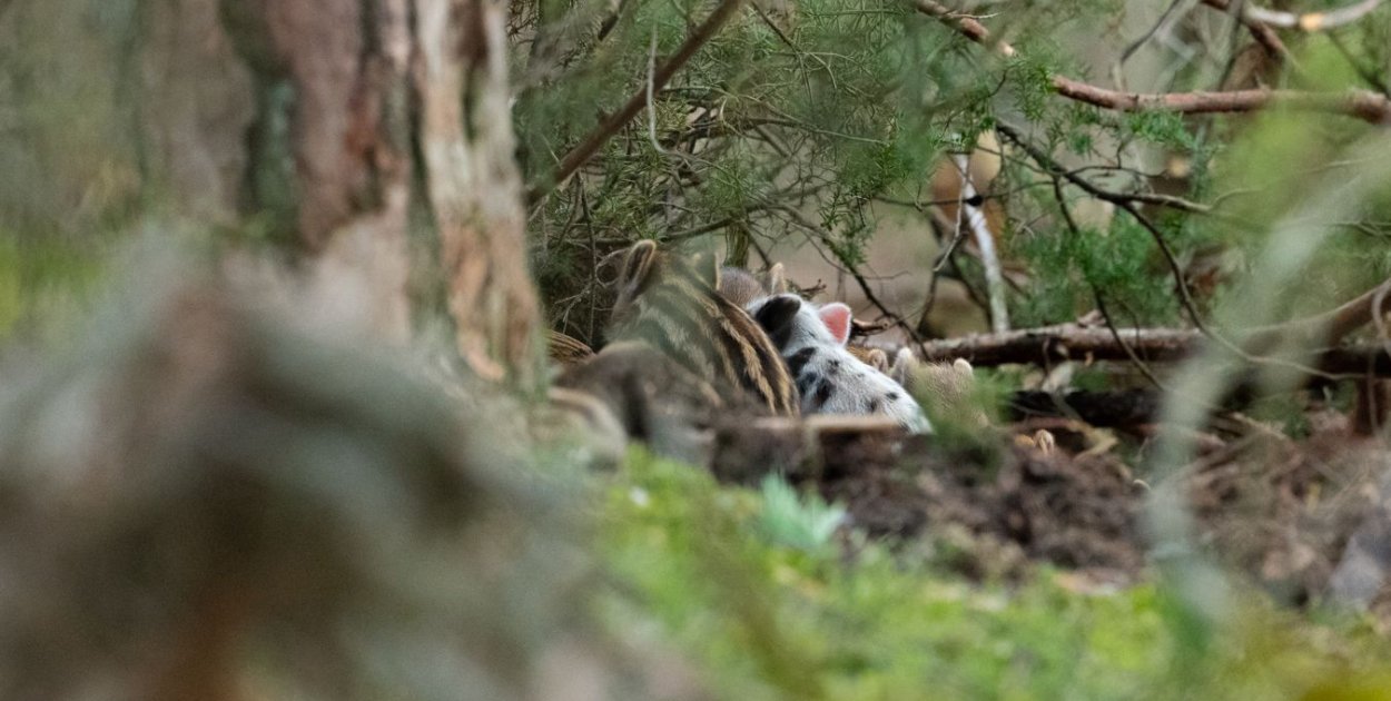 Show-biznes w KPN: jest nowy gracz