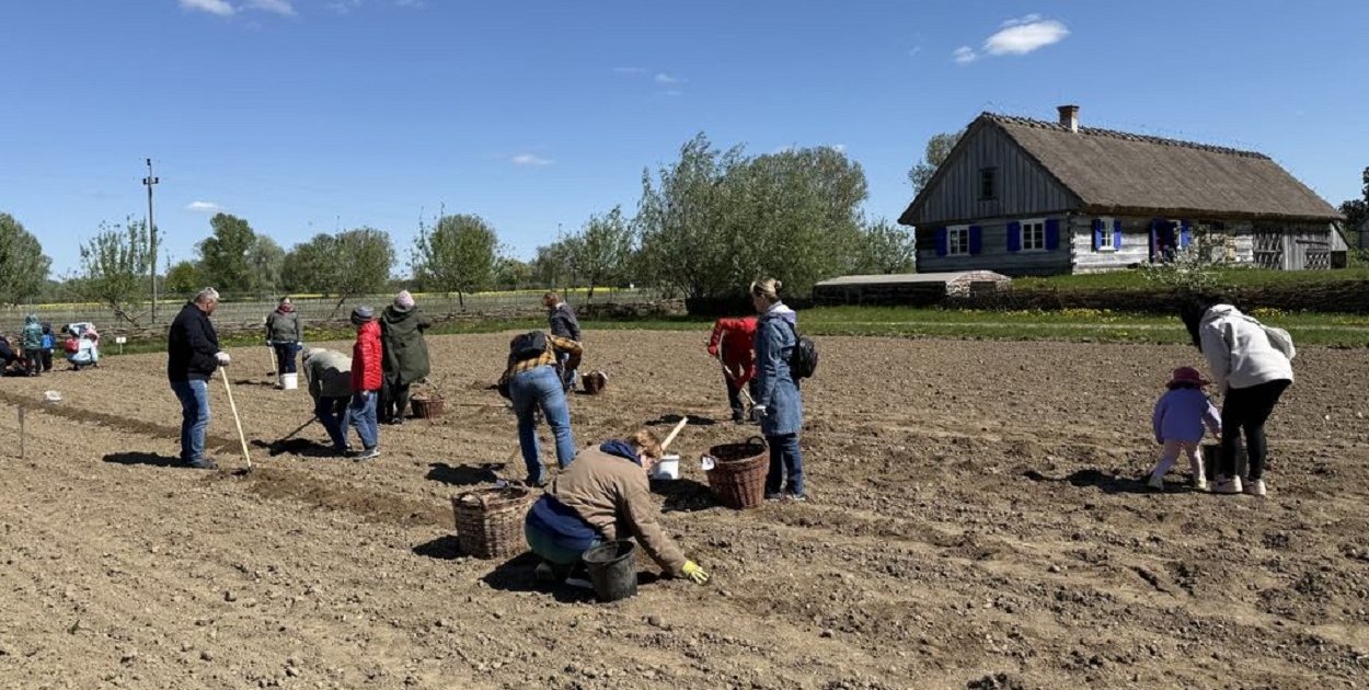 Będą sadzić ziemniaki w skansenie, można dołączyć