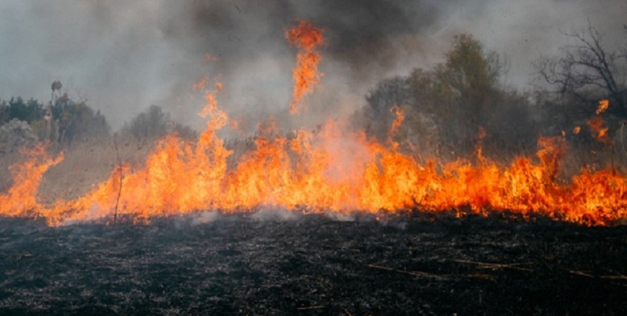 Strażacy o pożarze za szkołą. Ludzka nieodpowiedzialność i jej ofiary